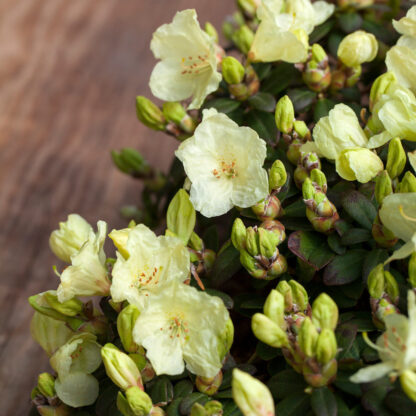 Rhododendron 'Wren', gelb*