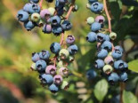 Riesen-Heidelbeere 'Bluejay', 15-30 cm, Vaccinium corymbosum 'Bluejay', Containerware*