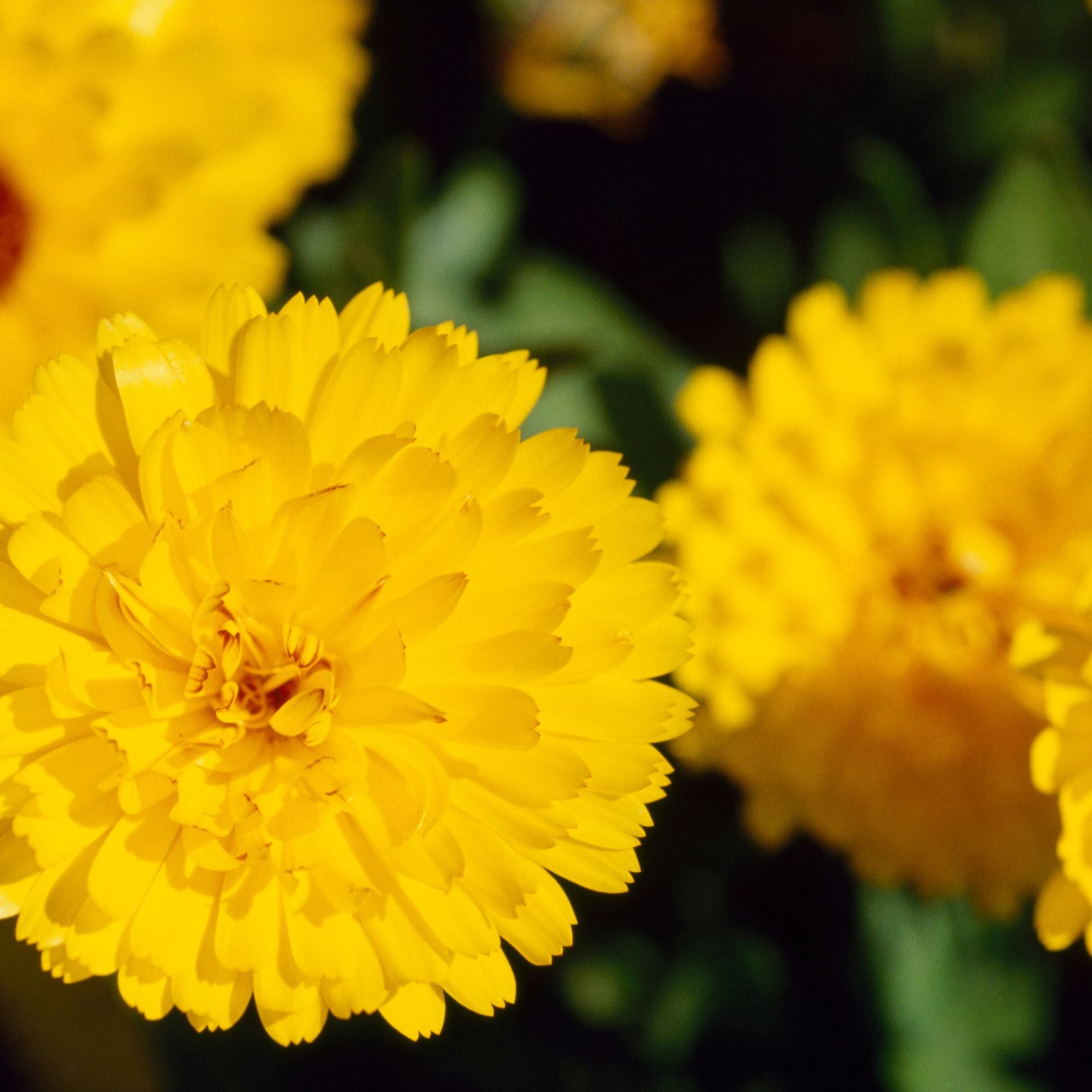 Ringelblume 'Powerdaisy' PetLove, gelb*