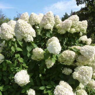 Rispenhortensie 'Limelight' 20 Liter Topf, 100 - 125 cm Liefergröße: 100 - 125 cm*