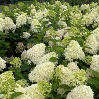 Rispenhortensie 'Skyfall'® C5 60 - 80 Liefergröße: 60 - 80 cm*