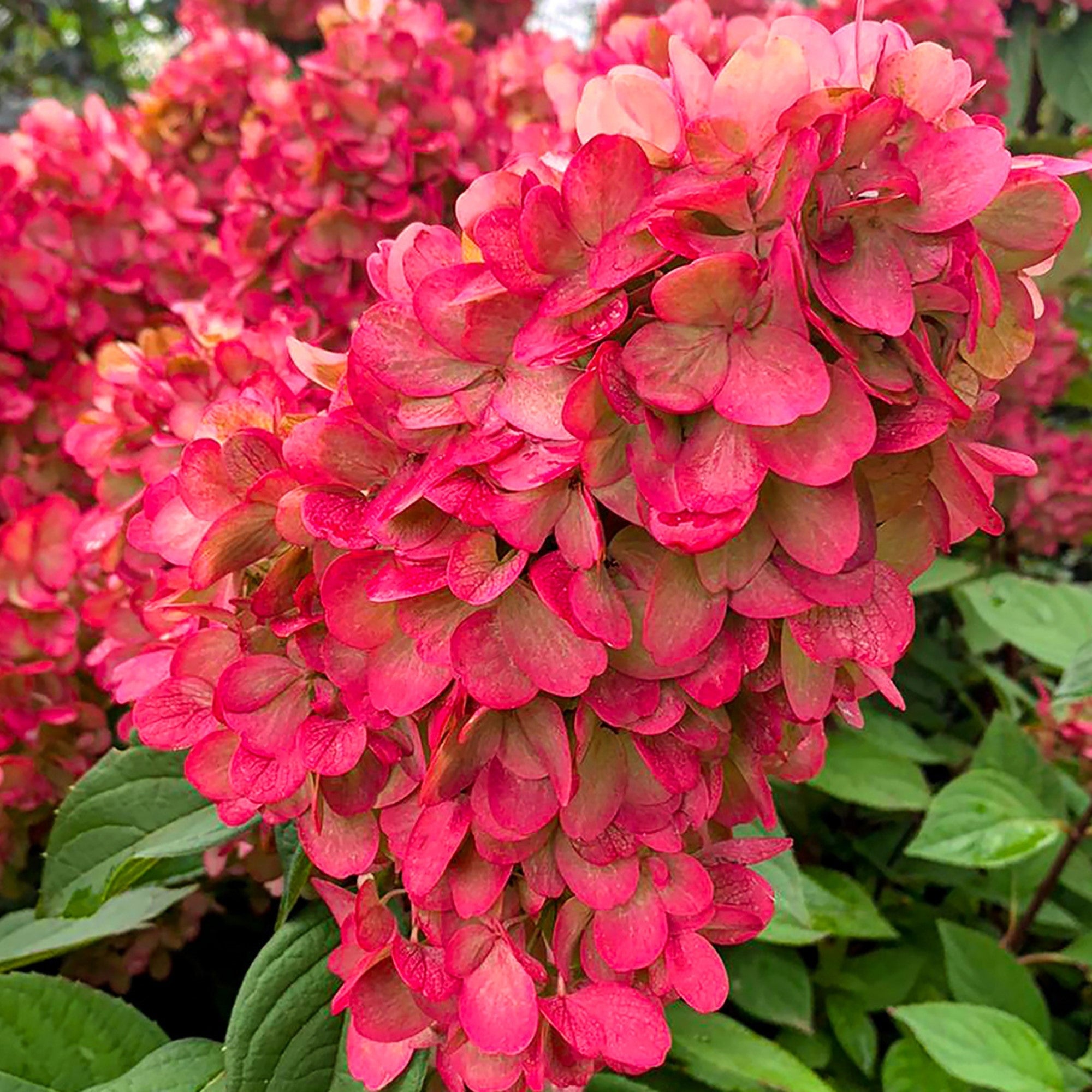 Rispenhortensie 'Bloody Marie®', rot*