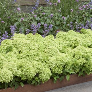 Rispenhortensie 'Groundbreaker®' Greeny™, 4 Pflanzen, grün*