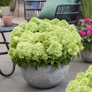 Rispenhortensie 'Groundbreaker®' Greeny™, grün*