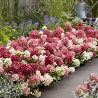 Rispenhortensie 'Groundbreaker®' Ruby™, 4 Pflanzen, rosa*