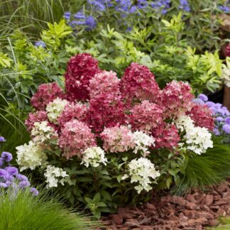 Rispenhortensie 'Groundbreaker®' Ruby™, rosa*