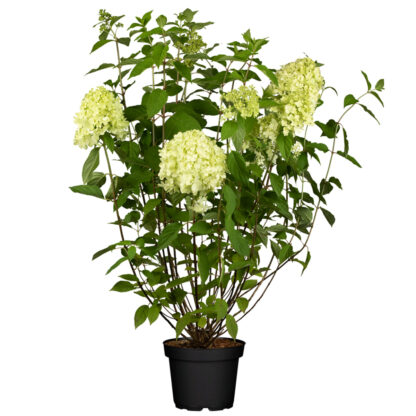 Rispenhortensie 'Limelight®', weiß*