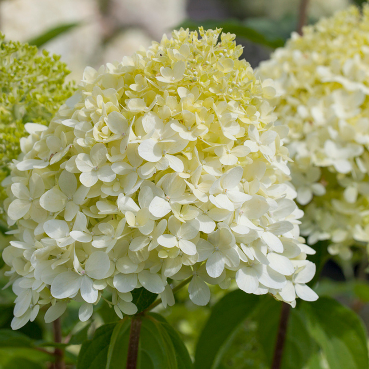 Rispenhortensie 'Limelight®', weiß*