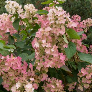 Rispenhortensie 'Pinklight®', pink*