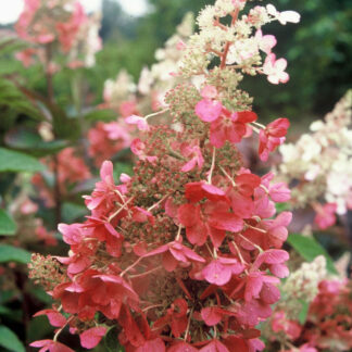 Rispenhortensie 'Pinky Winky®', pink*