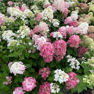 Rispenhortensie Proven Winners® 'Fire Light' C5 80 - 100 Liefergröße: 80 - 100 cm*