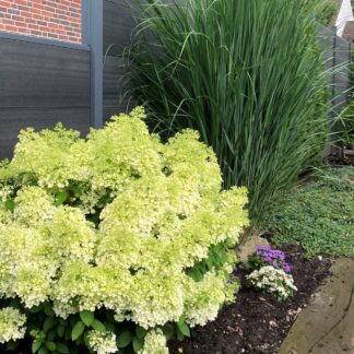 Rispenhortensie & Rutenhirse, 2 Pflanzen, weiß*