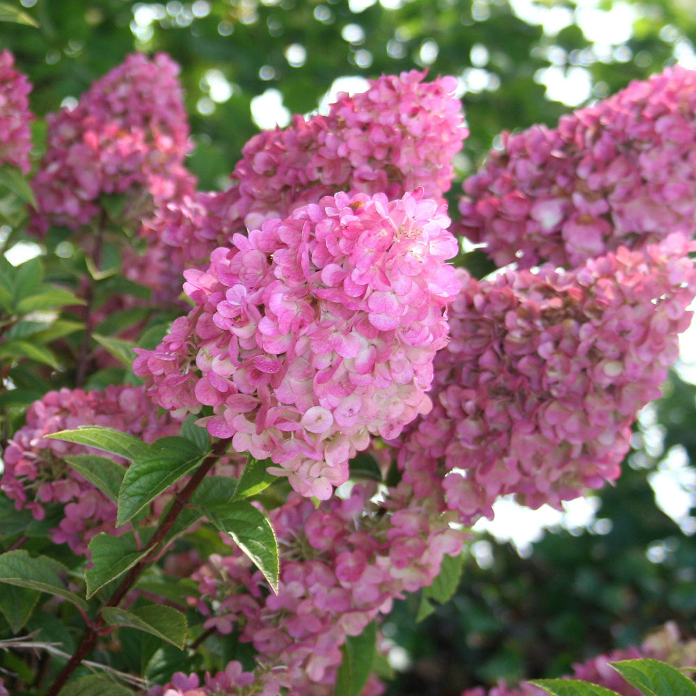 Rispenhortensie 'Sundae Fraise®', rosa*