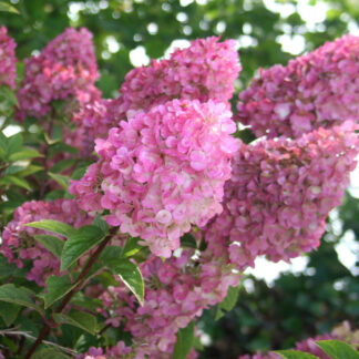 Rispenhortensie 'Sundae Fraise®', rosa*