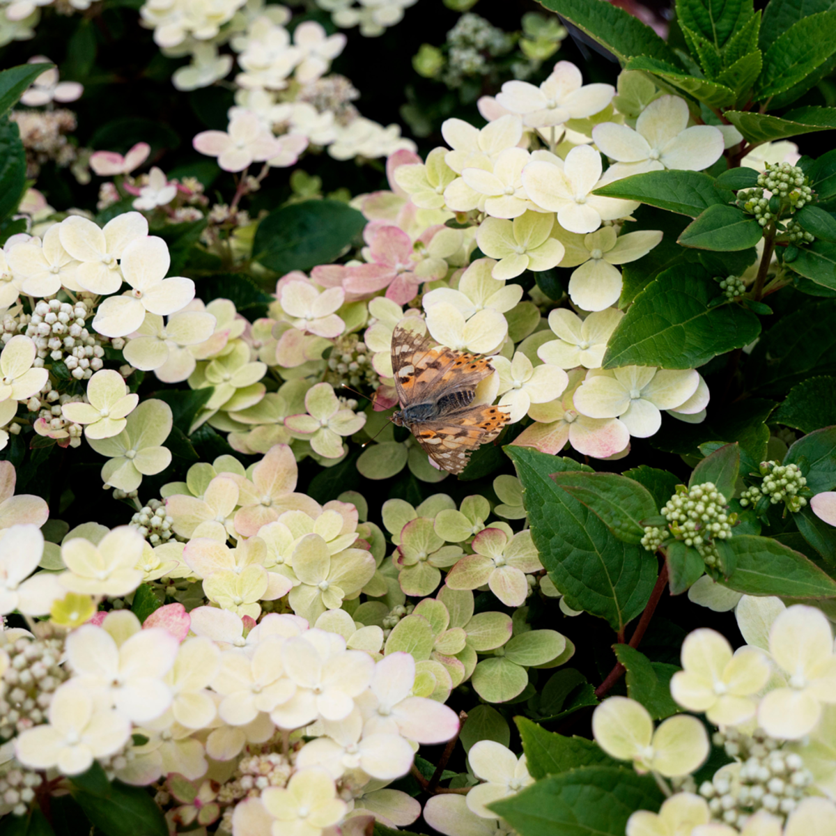 Rispenhortensie 'Switch® Ophelia', weiß*