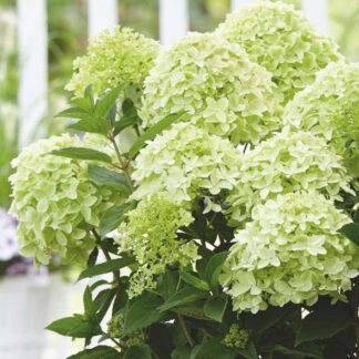 Rispenhortensie 'Whitelight®', weiß*