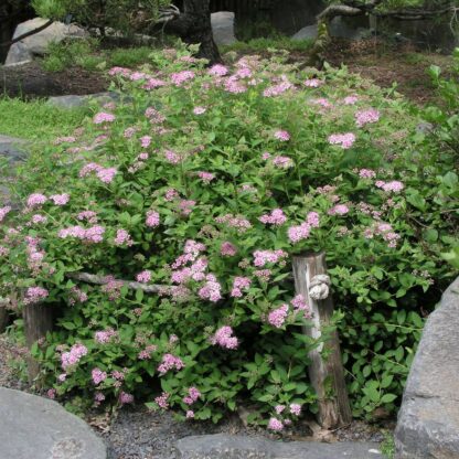 Rosa Zwergspiere 'Little Princess', 12er-Set, 12 Pflanzen, rosa*