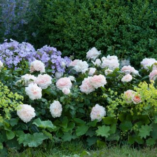 Rosenbeet "Blütentraumwelt", 10 Pflanzen, 10 Pflanzen*