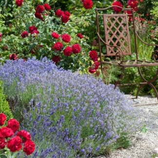 Rosenbeet "Himmlischer Rosenduft", 6 Pflanzen, 6 Pflanzen, rot*