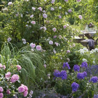 Rosenbeet "Leonardo's Blütenkunst", 7 Pflanzen, 7 Pflanzen*