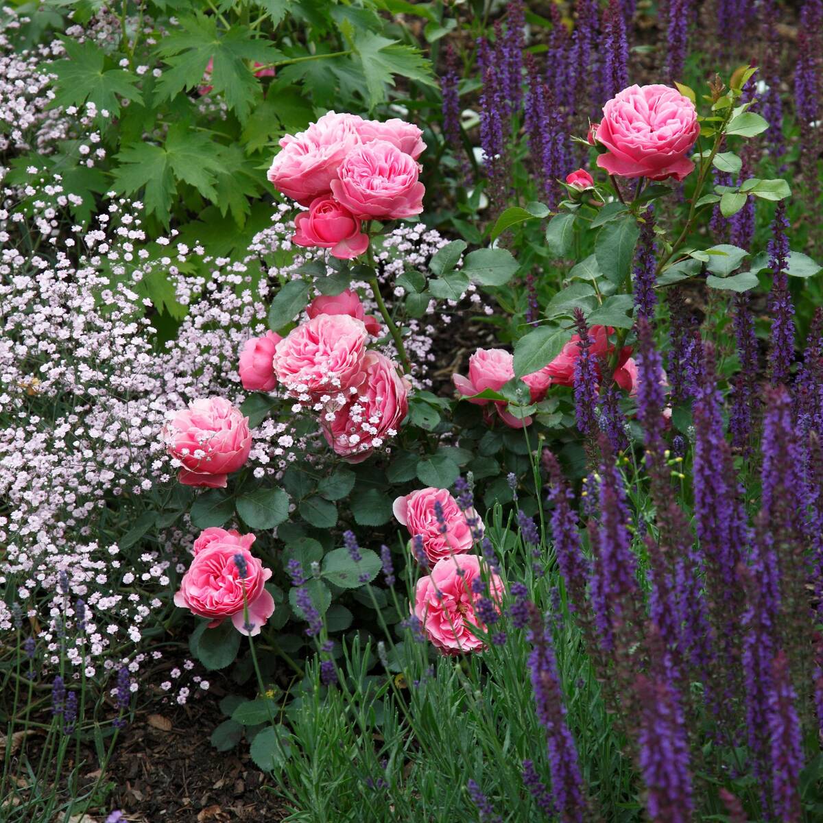 Rosenbeet "Rosige Liebhaberei", 9 Pflanzen*