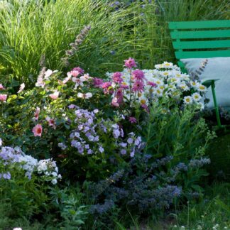 Rosenbeet "Sommerlicht", 10 Pflanzen, 10 Pflanzen*