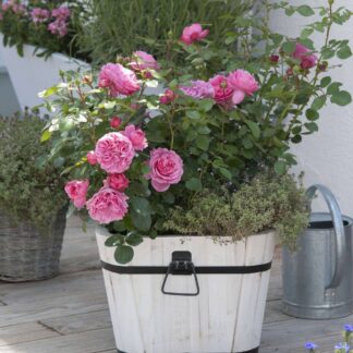 Rosenbeet "Traumhafte Blütenfülle", 5 Pflanzen, rosa*
