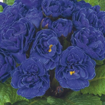 Rosenprimel 'Belarina', blau*