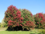 Rot-Ahorn, 100-150 cm, Acer rubrum, Containerware*