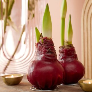 Rote Amaryllis mit Wachs, 3 Pflanzen, 3 Pflanzen, rot*