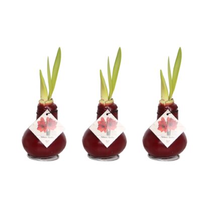 Rote Amaryllis mit Wachs, 3er-Set, 3 Pflanzen, rot*