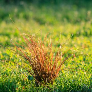 Rote Garten-Segge 'Prairie Fire', grün*