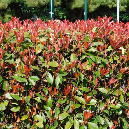 Rote Glanzmispel-Hecke 'Red Robin', ab 10 m Hecke, weiß*