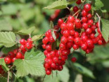 Rote Johannisbeere 'Rondom', 20-40 cm, Ribes rubrum 'Rondom', Containerware*