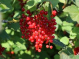 Rote Johannisbeere 'Traubenwunder' ®, 30-40 cm, Ribes rubrum 'Traubenwunder' ®, Containerware*