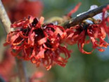 Rote Zaubernuss 'Diane', 80-100 cm, Hamamelis x intermedia 'Diane', Containerware XXL*