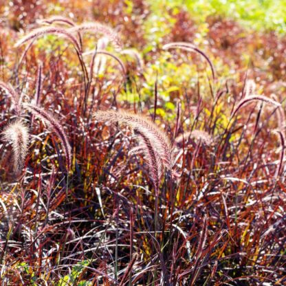 Rotes Federborstengras 'Fireworks', rot*