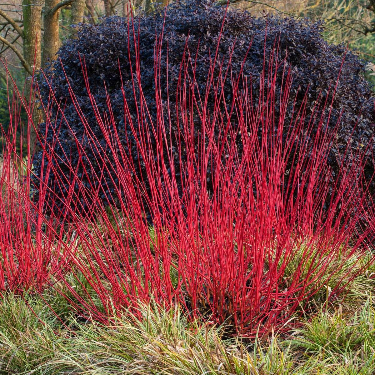 Rotholz-Hartriegel 'Sibirica', weiß*