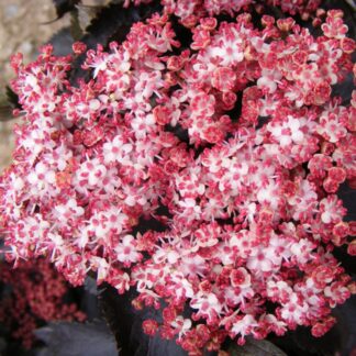 Rotlaubiger Säulen-Holunder 'Black Tower®', rosa*