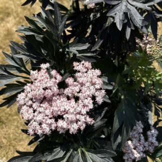 Rotlaubiger Säulen-Holunder 'Laced Up'ⓢ, rosa*
