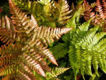 Rotschleierfarn, Dryopteris erythrosora var. prolifica, Containerware*
