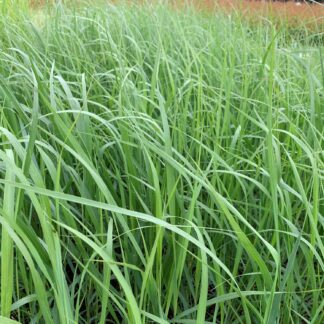 Rutenhirse Lieferform: Im 1,3 Liter Topf*