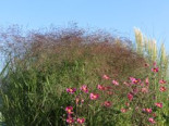 Rutenhirse 'Squaw', Panicum virgatum 'Squaw', Containerware*