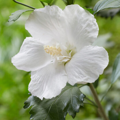 Säulen-Hibiskus 'Flower Tower White®', weiß*