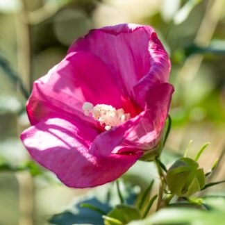 Säulen-Hibiskus 'Flower Tower®', rosa*