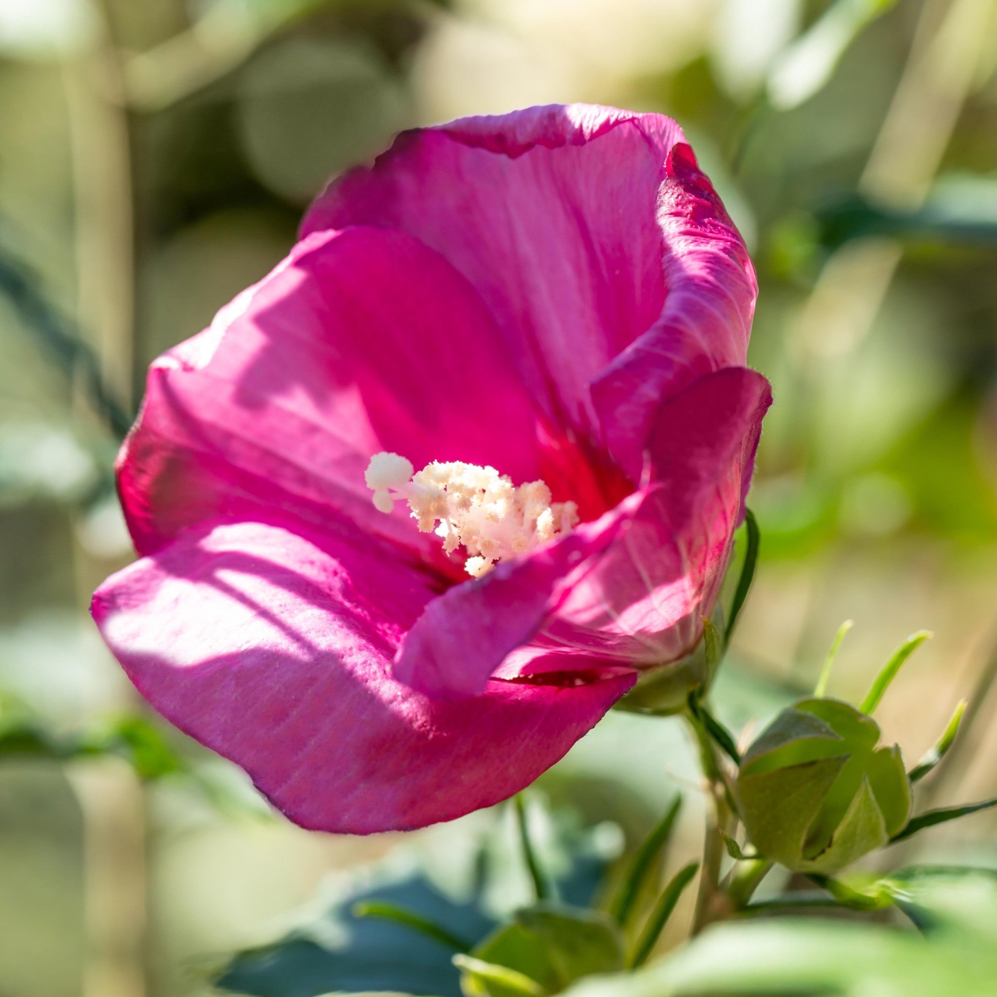 Säulen-Hibiskus 'Flower Tower®', rosa*