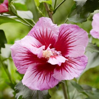 Säulen-Hibiskus 'Flower Tower®', violett*