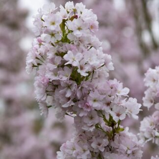 Säulenkirsche 'Amanogawa', rosa*