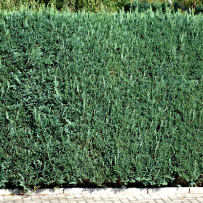 Säulenzypresse-Hecke 'Columnaris', ab 10 m Hecke*