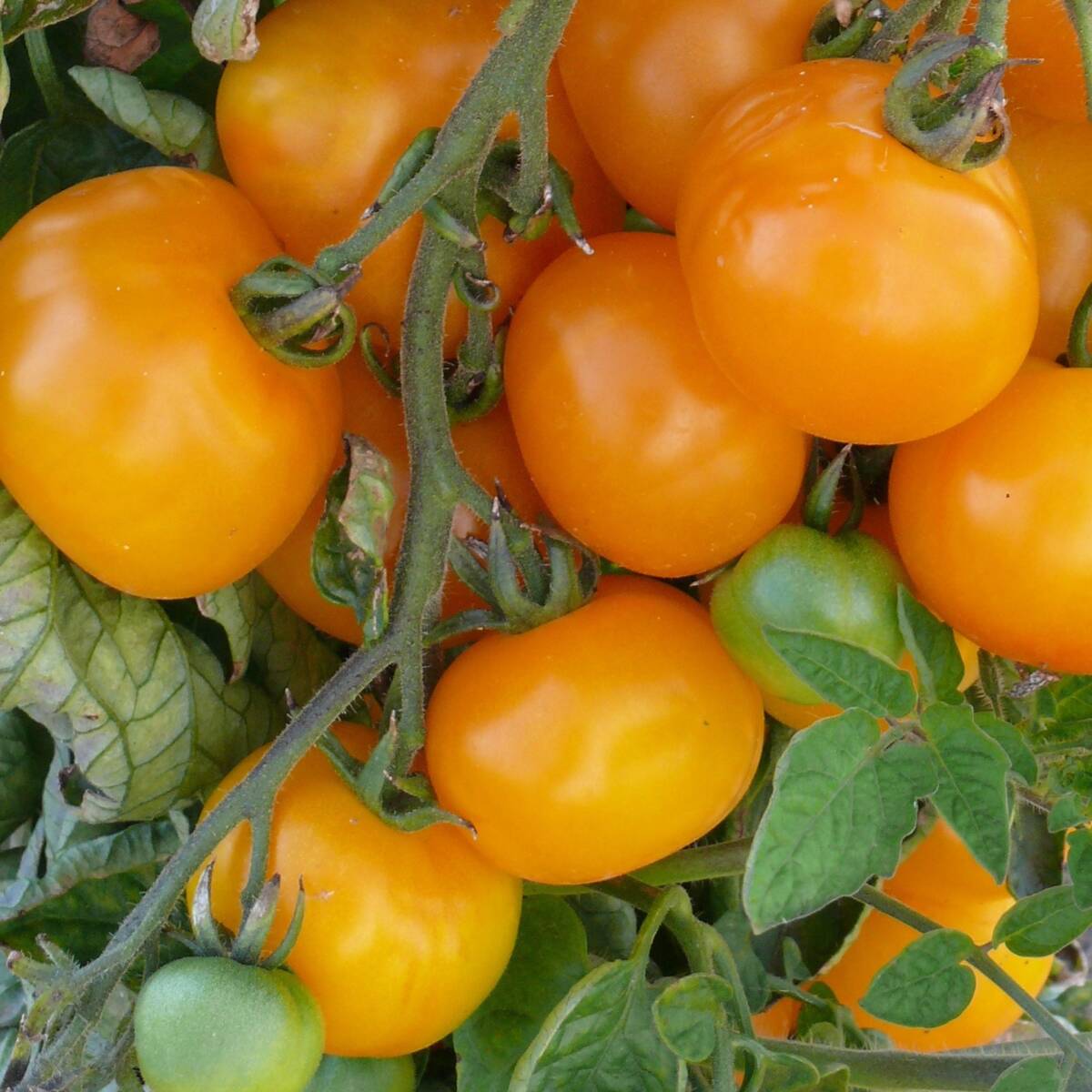 Salattomate 'Lemon Boy'*